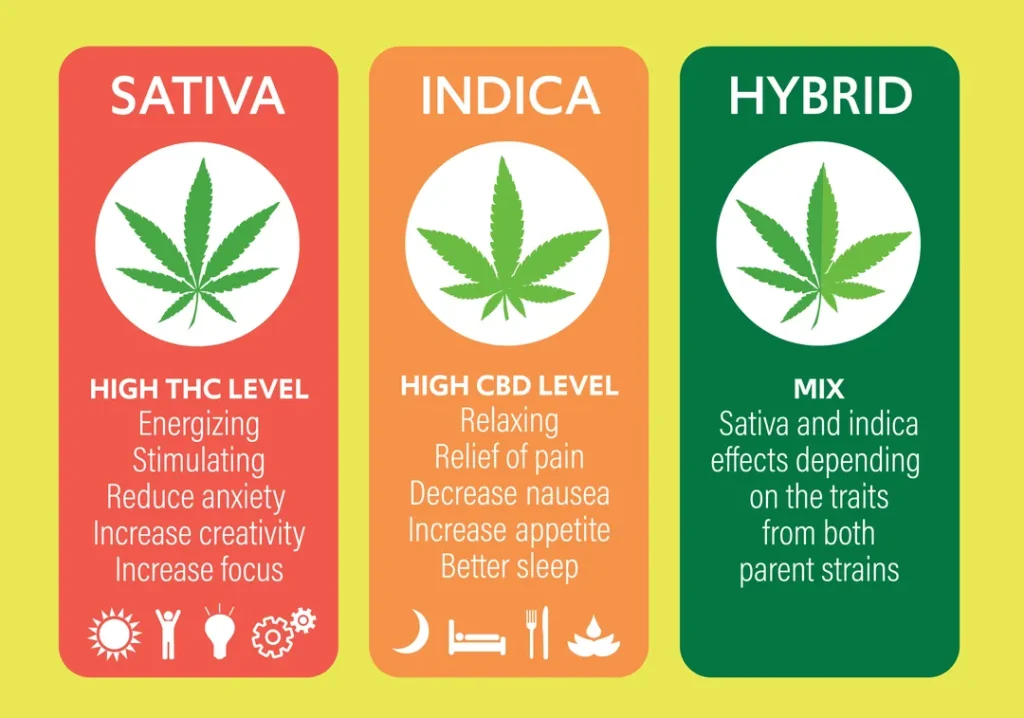 Comparison between Sativa, Indica and Hybrid