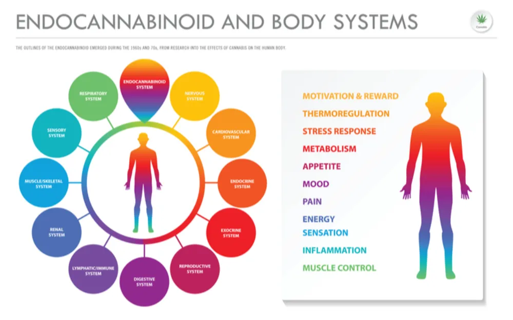 endocannabinoids